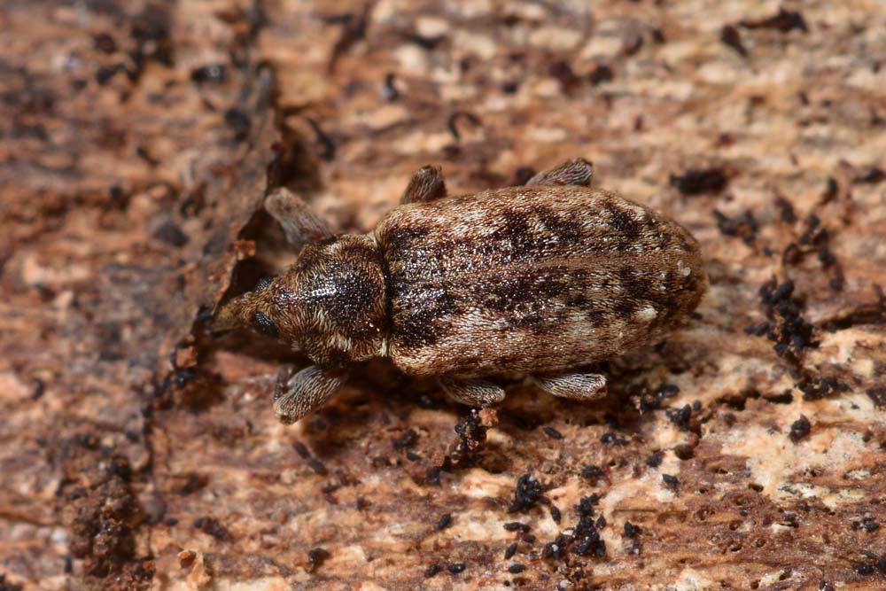 Dorytomus ictor, Curculionidae